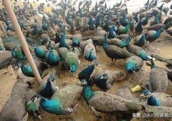 将夜,2019年在家养殖这些东西可以让你年挣一百来万