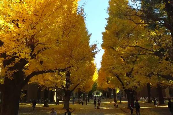 东京大学入学条件有哪些?