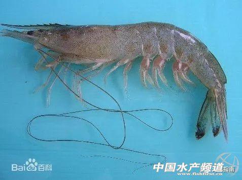 吃了这么多年虾,你能分清品种吗?