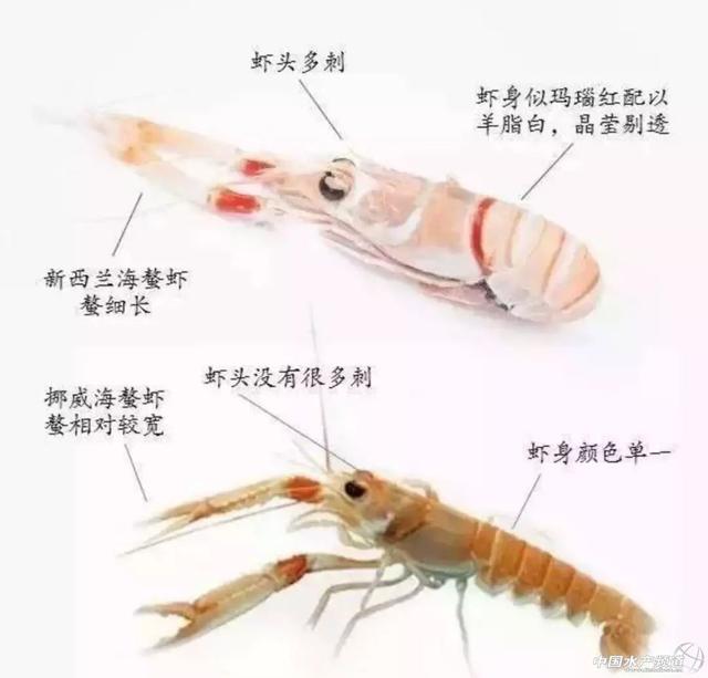 吃了这么多年虾,你能分清品种吗?