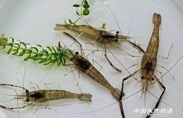 吃了这么多年虾,你能分清品种吗?
