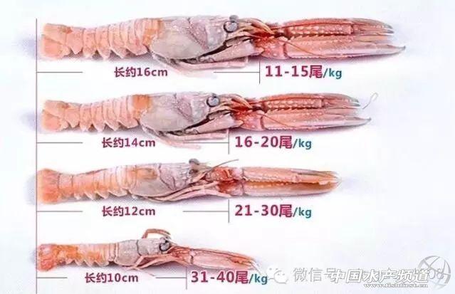 吃了这么多年虾,你能分清品种吗?