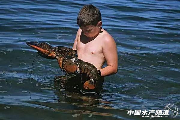 吃了这么多年虾,你能分清品种吗?