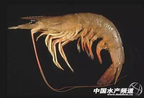 吃了这么多年虾,你能分清品种吗?