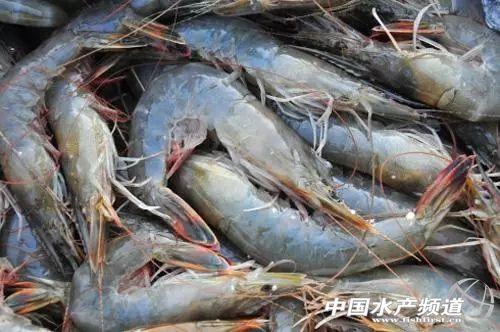 吃了这么多年虾,你能分清品种吗?