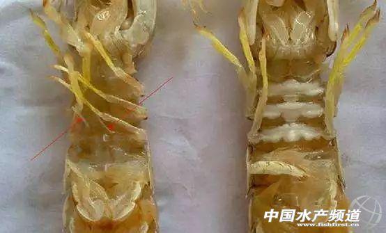 吃了这么多年虾,你能分清品种吗?