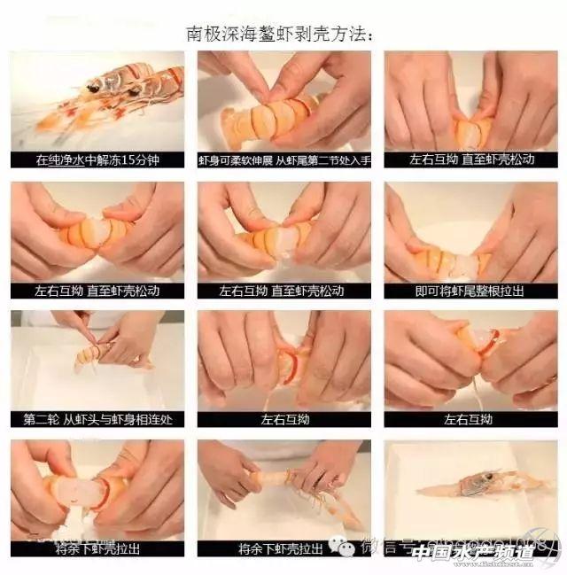 吃了这么多年虾,你能分清品种吗?