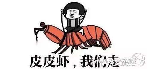 吃了这么多年虾,你能分清品种吗?