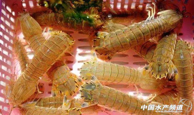 吃了这么多年虾,你能分清品种吗?
