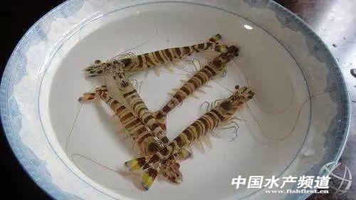 吃了这么多年虾,你能分清品种吗?