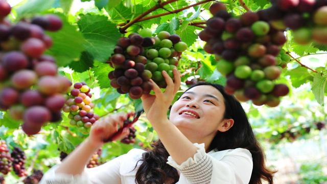 农村这两个特色产业,3年内将会崛起,抓住机遇会发展的好