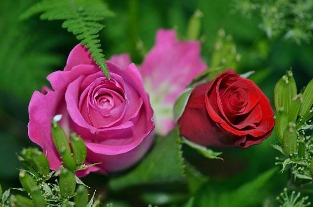 Ӣ���Ĺ�����ѧ����Щ�����ͼ��ɣ��û��俪�ø�����
