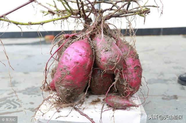 田地种植种类多,选好品种和方法,紫薯亦可高回报