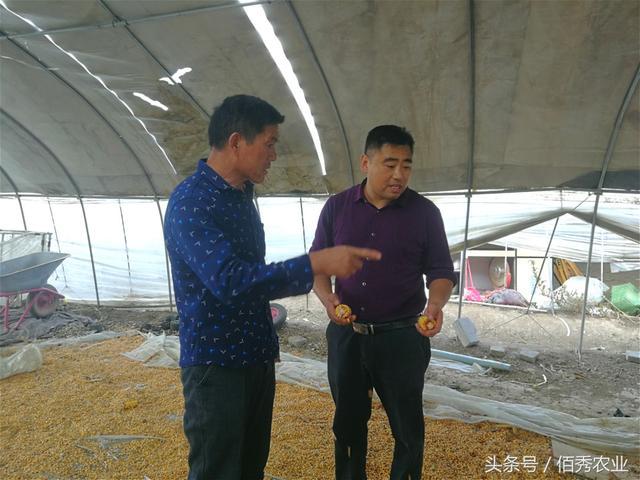 农村人搞种植赚大钱,惹邻居羡慕,都说他运气太好