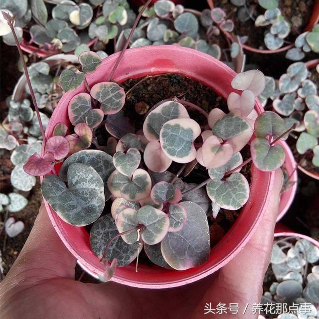 2018��ĸ�׽���ʲô������3�ֻ����ʺ���ĸ�׽��͸�����
