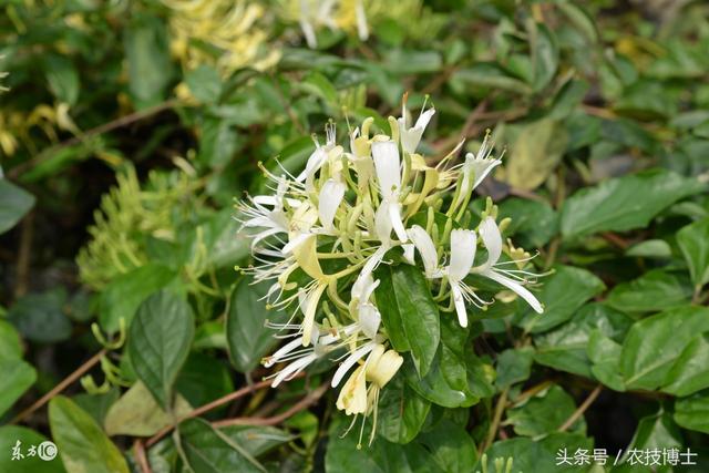 金银花怎么种植?金银花的人工栽培技术要点