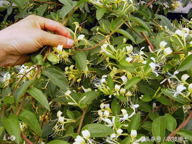 金银花怎么种植?金银花的人工栽培技术要点