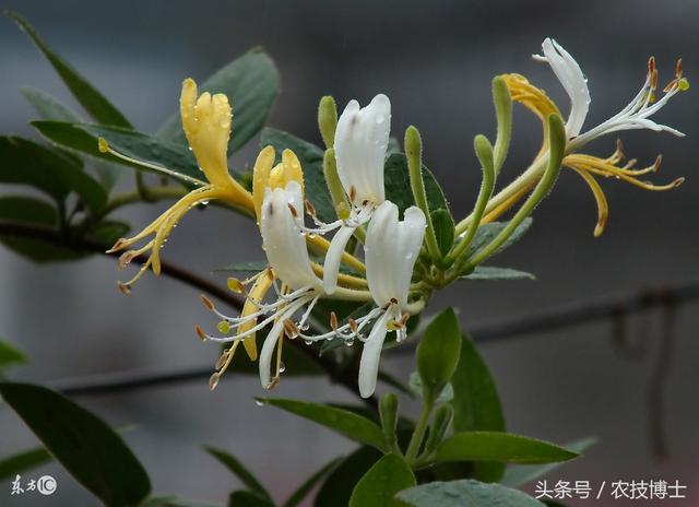 金银花怎么种植?金银花的人工栽培技术要点