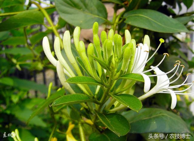 金银花怎么种植?金银花的人工栽培技术要点