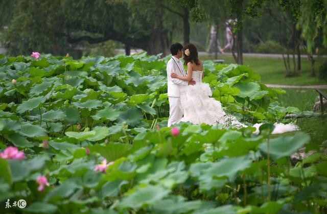 只知道荷花象征“君子”?其实荷花拥有六大象征意义!