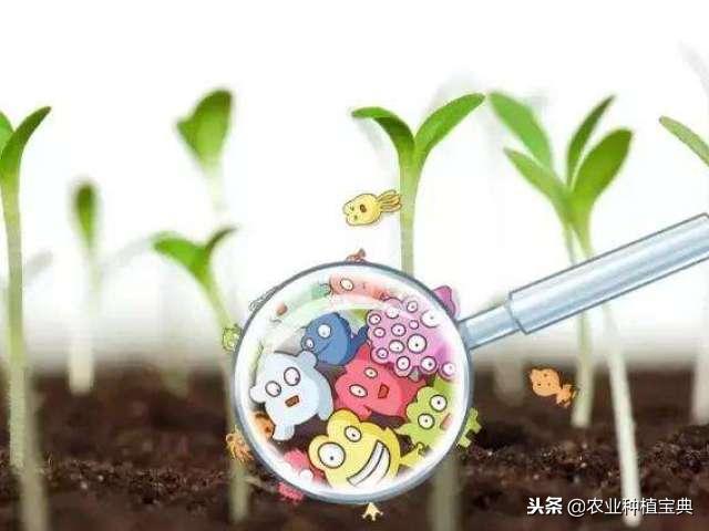 土壤改良技术的不同阶段!实行有机肥与无机肥结合