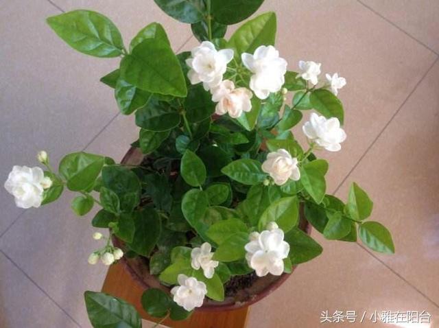 �������򻨣�������һ�㣬����죬�����࣬���ڳ���