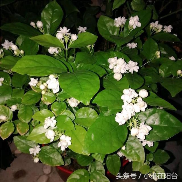 �������򻨣�������һ�㣬����죬�����࣬���ڳ���