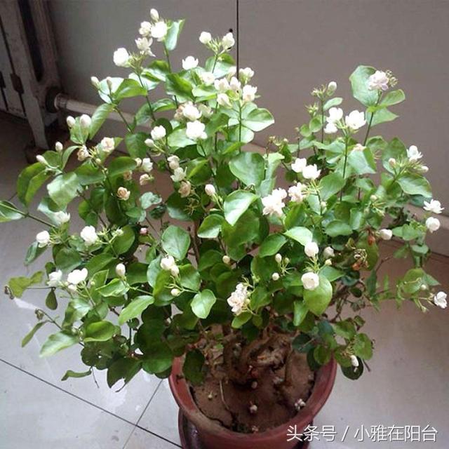 �������򻨣�������һ�㣬����죬�����࣬���ڳ���