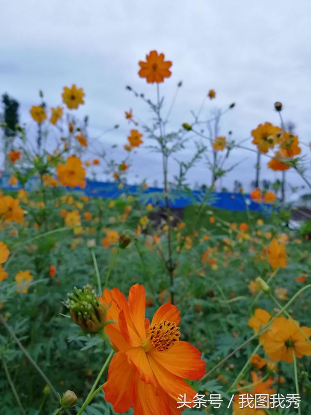 10�£����¾罵�����⻨ȴ��������ô���ޣ�