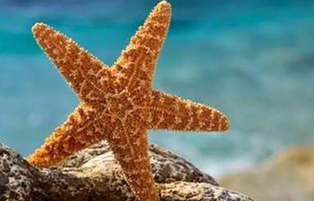 吃了那么多海鲜,你敢吃海星么?