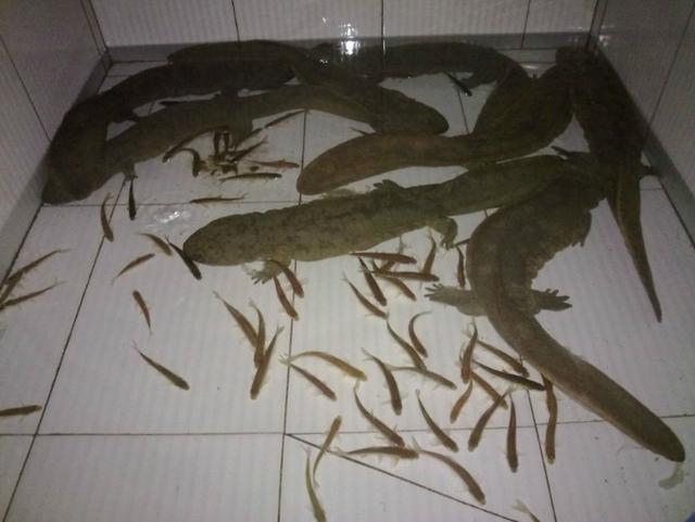 这种鱼一般人真不敢养?这里教您怎么养娃娃鱼,快来看看吧!