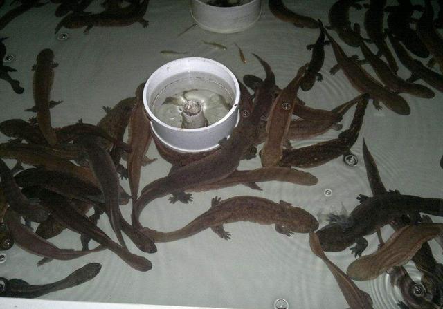 这种鱼一般人真不敢养?这里教您怎么养娃娃鱼,快来看看吧!