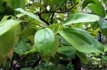 桂枝的功效与作用及禁忌桂枝有什么好处