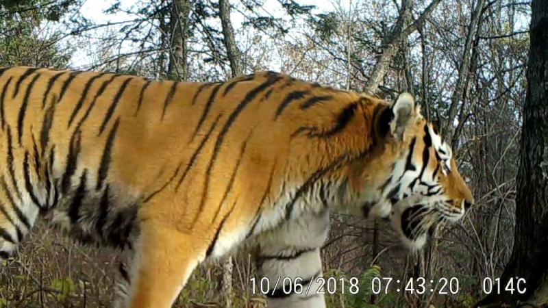 黑龙江现野生虎农民拍下野生东北虎出没一幕