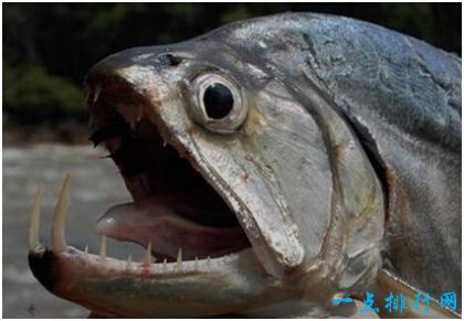 世界上最恐怖的鱼长着吸血鬼一般的尖牙
