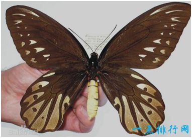 世界上最大的蝴蝶亚历山大鸟翼凤蝶双翅展开达31厘米