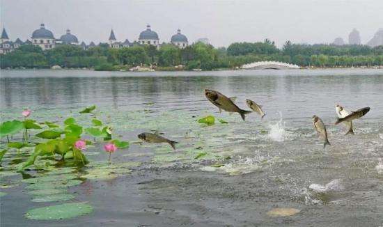 细雨鱼儿出微风燕子斜是啥意思