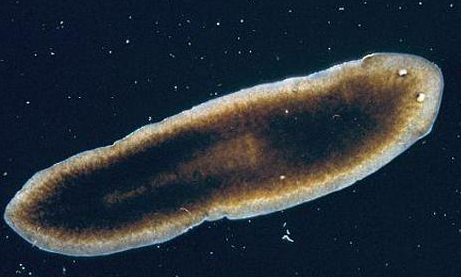 什么是扁形动物