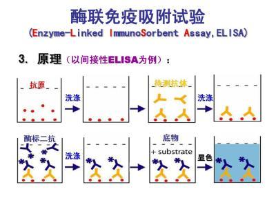 elisa的基本原理