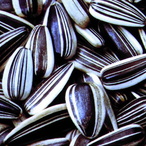 老吃瓜子会长胖么