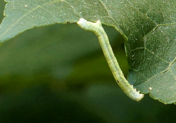 一种挂在树上的虫子,俗名吊死鬼的学名是什么