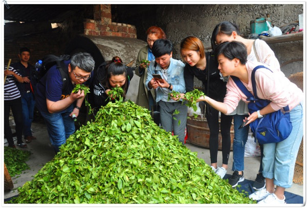 考取茶艺师证资格_证考取资格茶艺师要多少钱_茶艺师考试资格