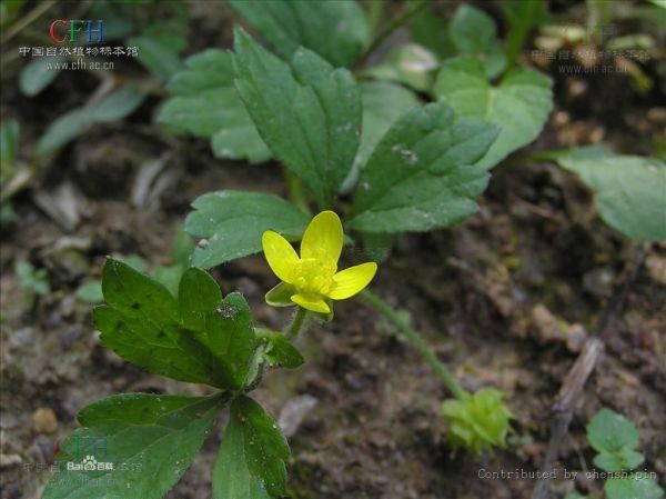 谁有鸭脚板草的图片注一种野菜