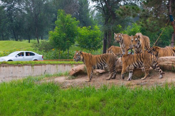 北京大兴野生动物园门票详情