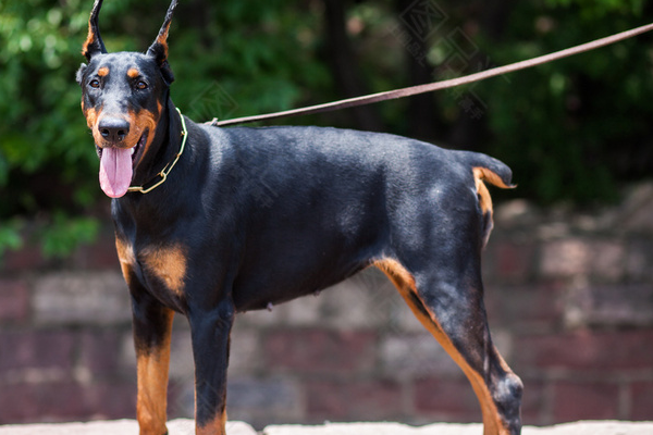 世界名犬有哪些