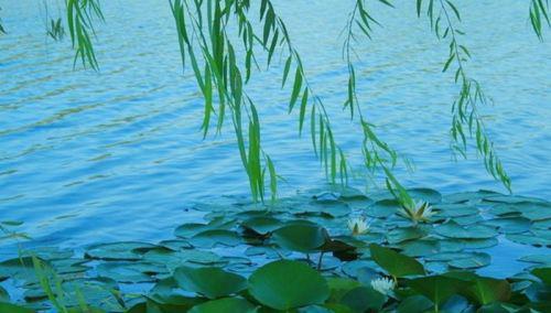 郭思敏淡然若水是什么意思