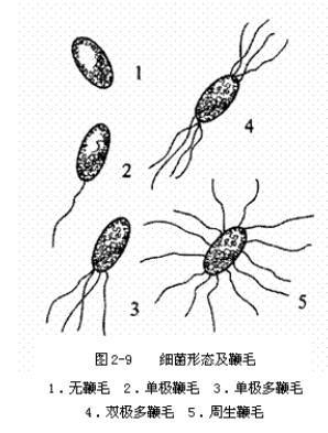 马某某厚壁菌门的简介